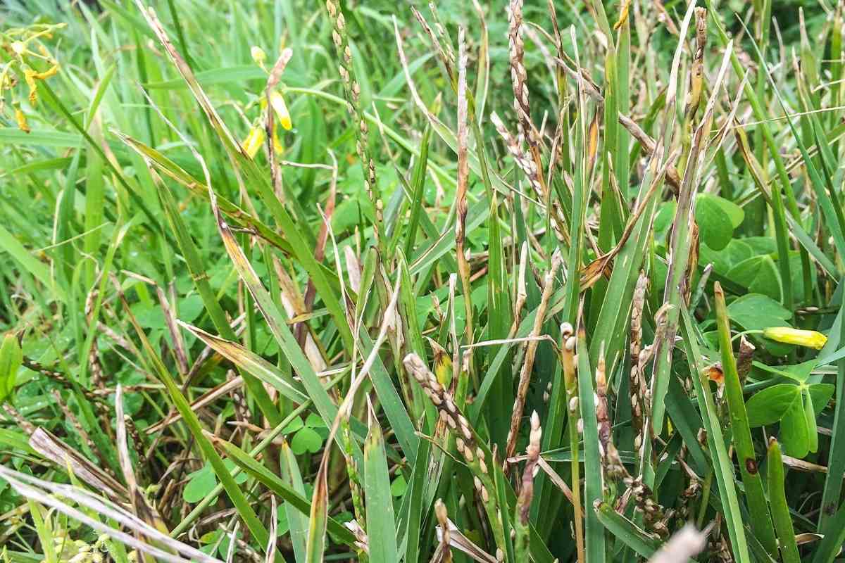 Is Your St Augustine Grass Turning Yellow? (This Maybe Why)