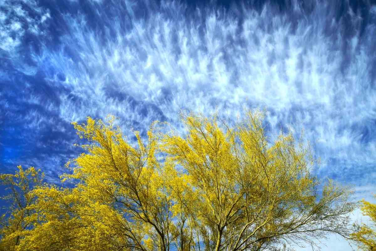 Five Trees With Green Barks