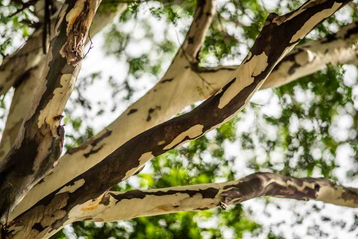 7 Trees With Smooth Barks