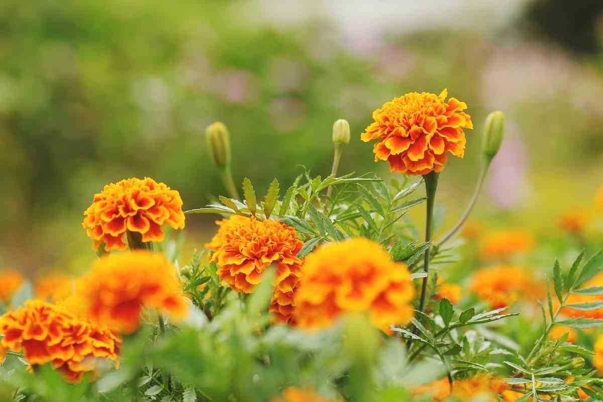 What Is Eating My Marigolds in My Garden (How to Prevent)