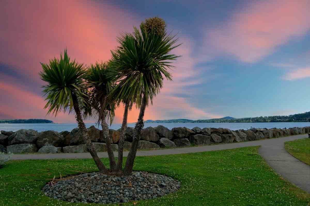 What Temperature Will Kill a Palm Tree