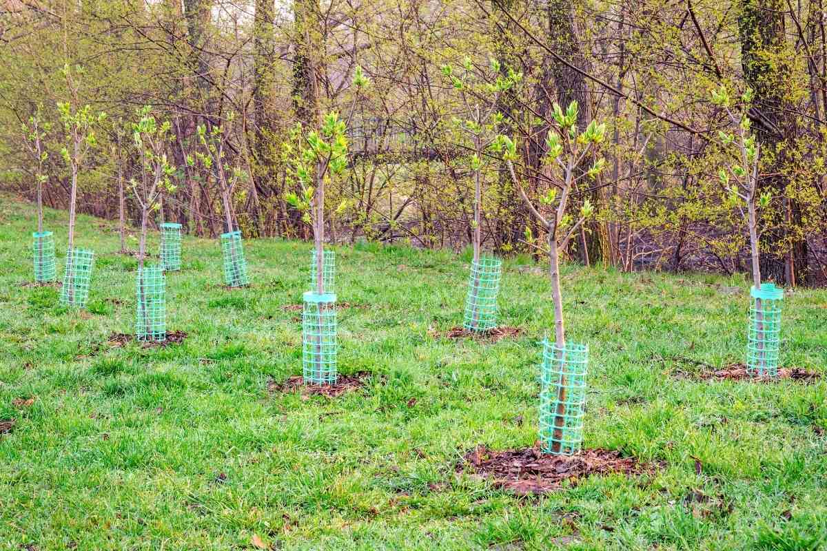 How Many Trees Should I Plant Per Acre?