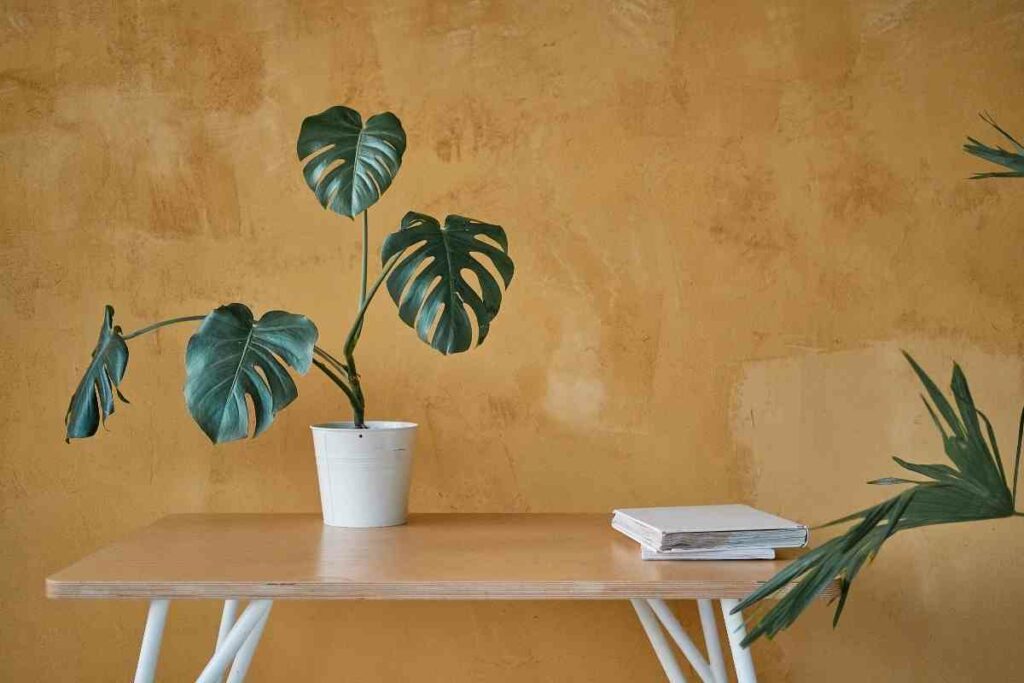 Indoor plant monstera plant