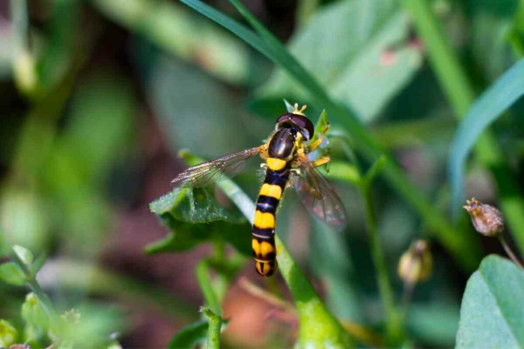 Sphaerophoria scripta