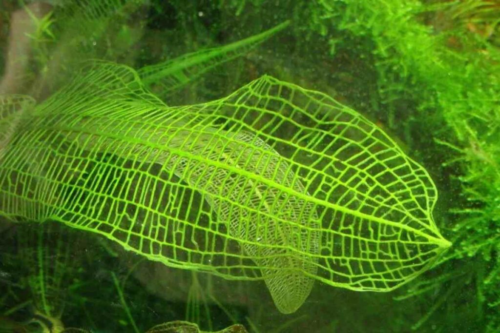 Aponogeton Madagascariensis