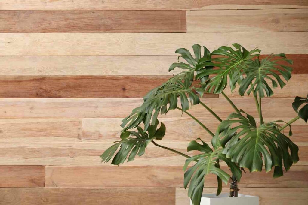 Swiss Cheese indoor Plant