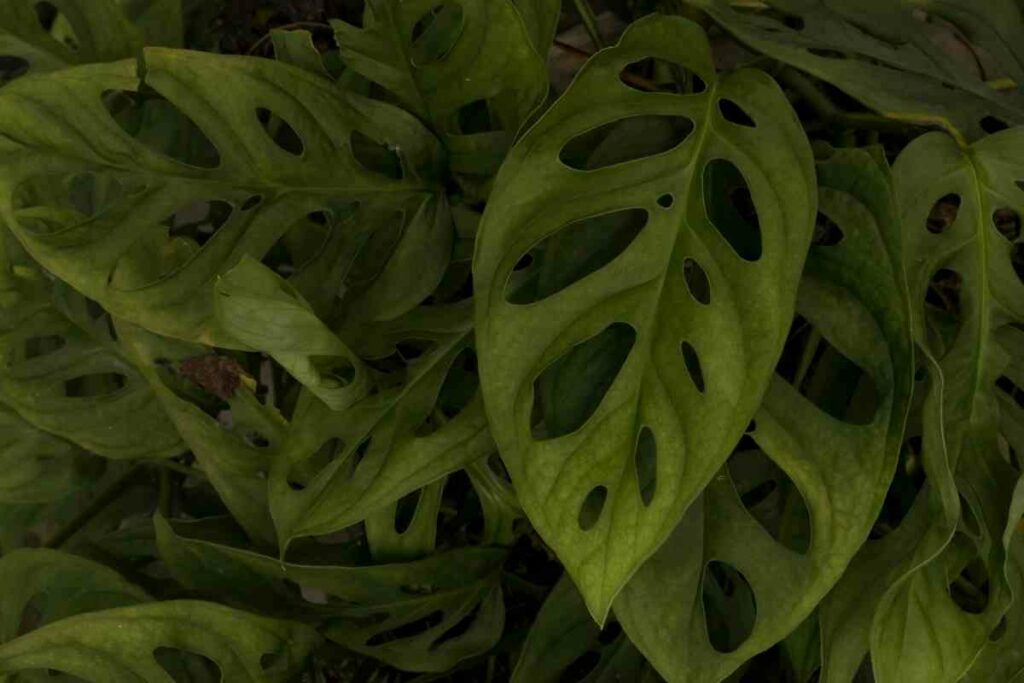 Plants have holes in their leaves reasons