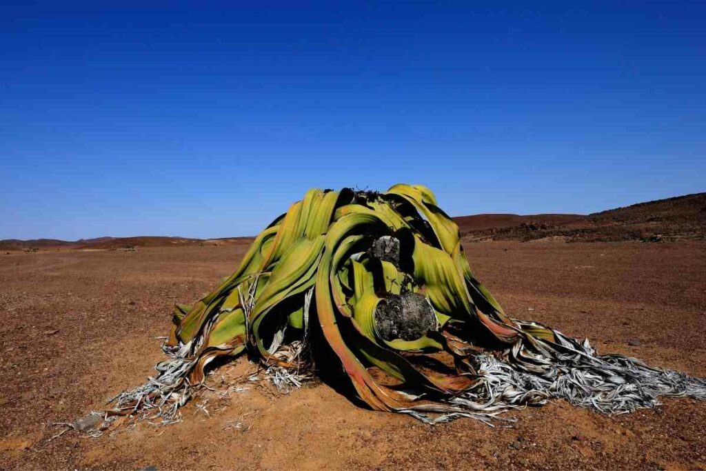 Most ugly plants in the world