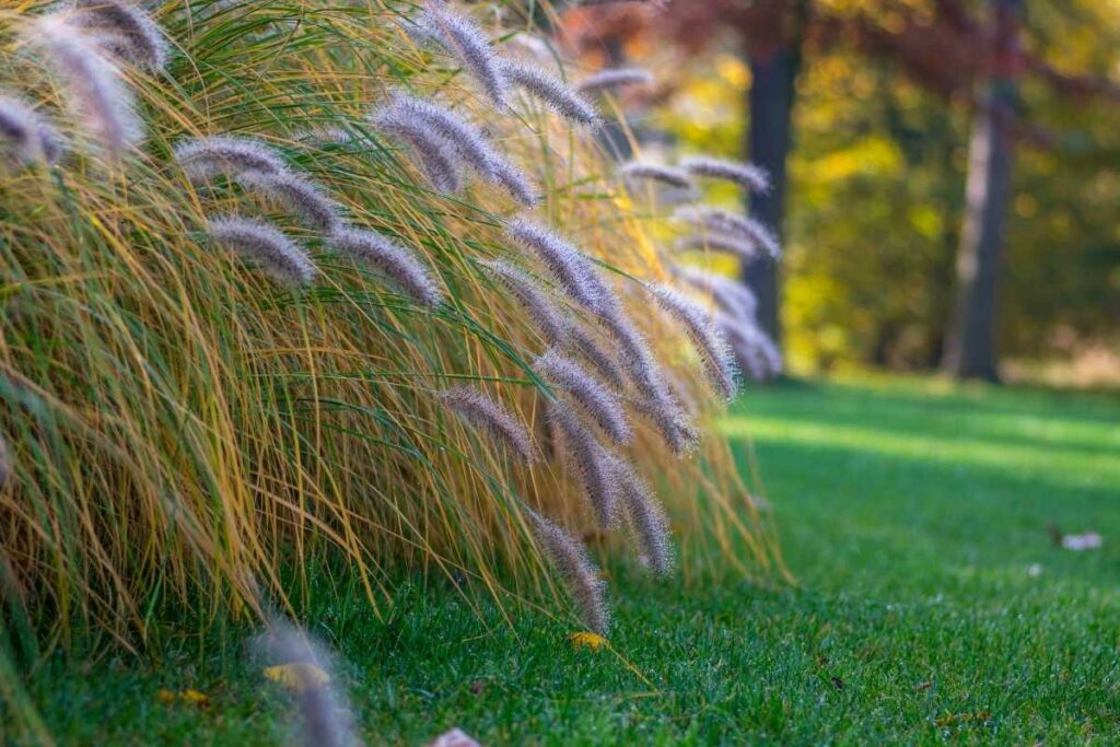Fountain Grass