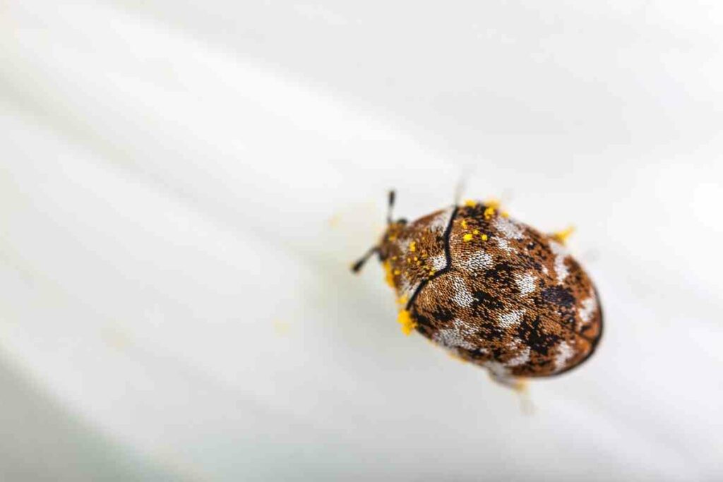 Adult carpet beetles pests in home