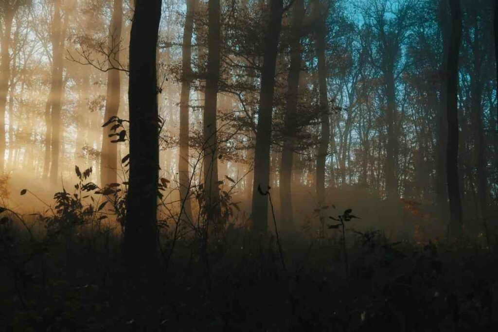 Plants can't eat humans