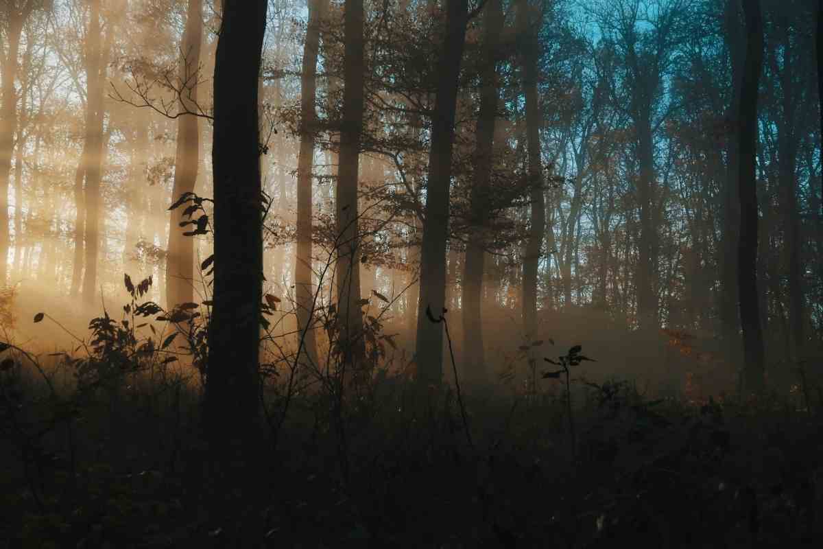 Are There Really Plants That Can Eat Humans?