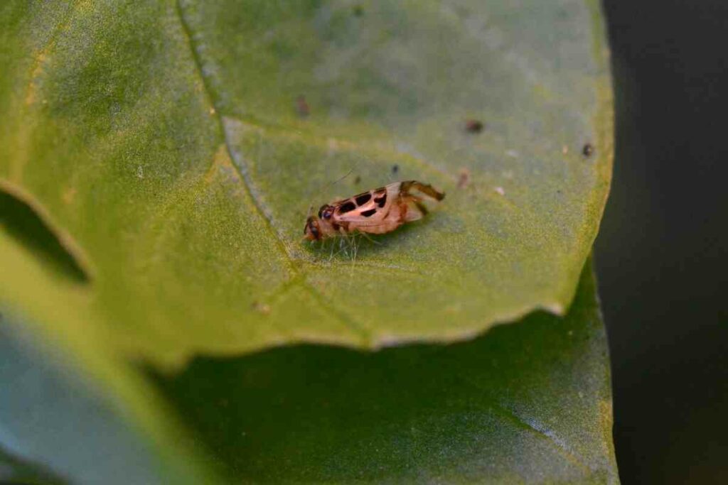 Booklice pests in home