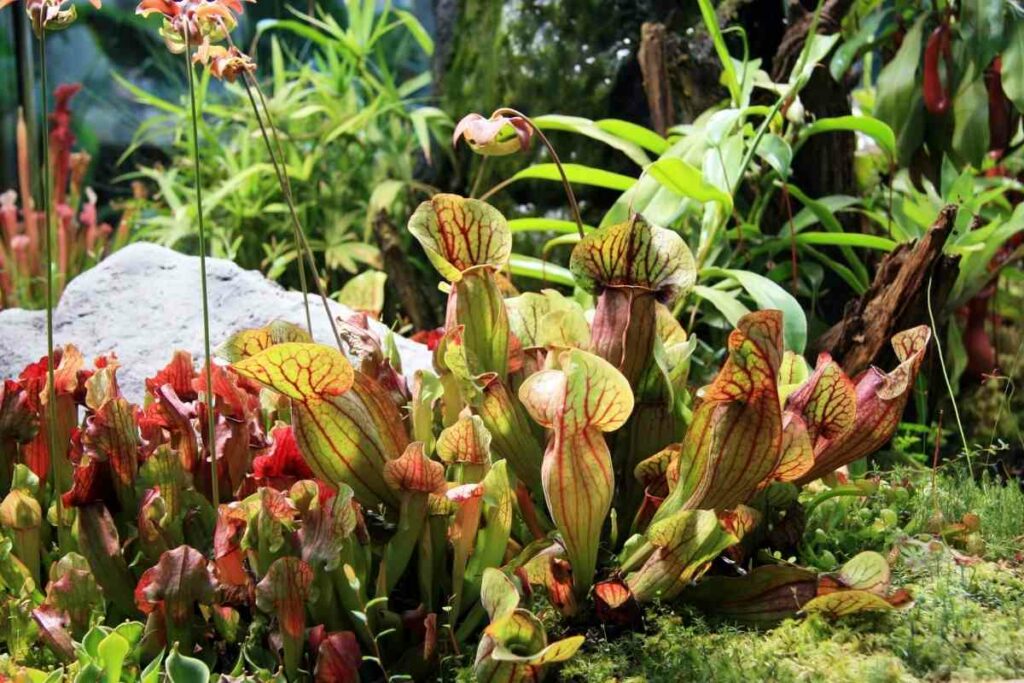Carnivorous plants