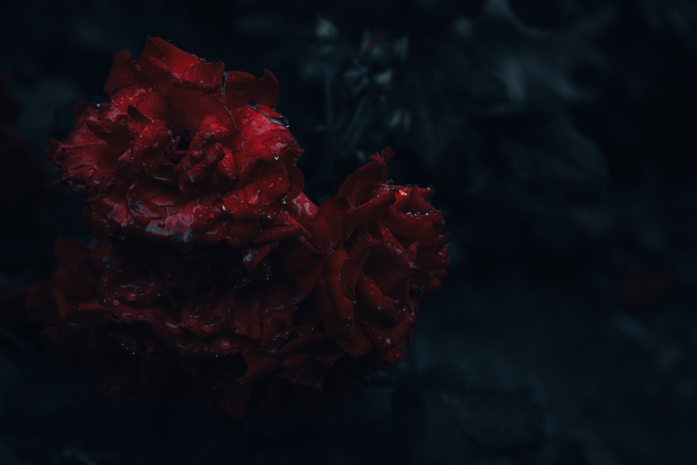 Dark Red Rose