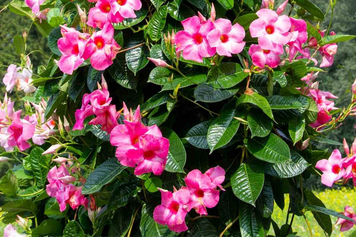 Why I Love Mandevilla in My Garden