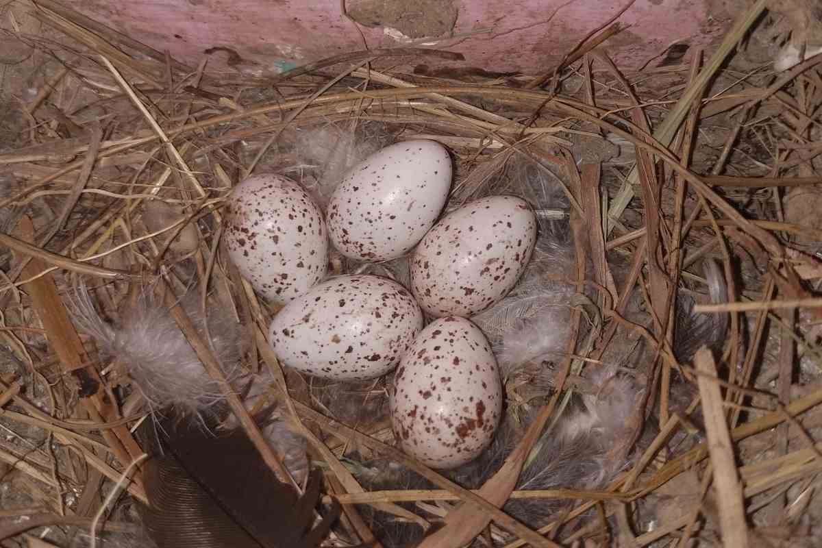 Woodpecker Eggs – All You’ll Ever Need to Know Right Here!