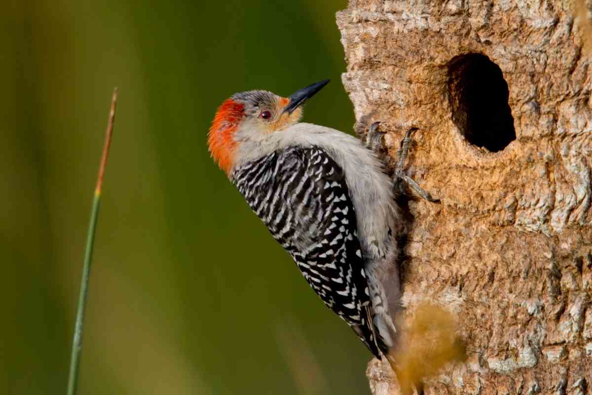 Woodpecker Nest Facts – All Your Questions Answered Here