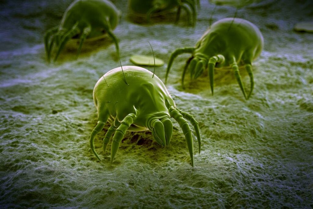 soil mites