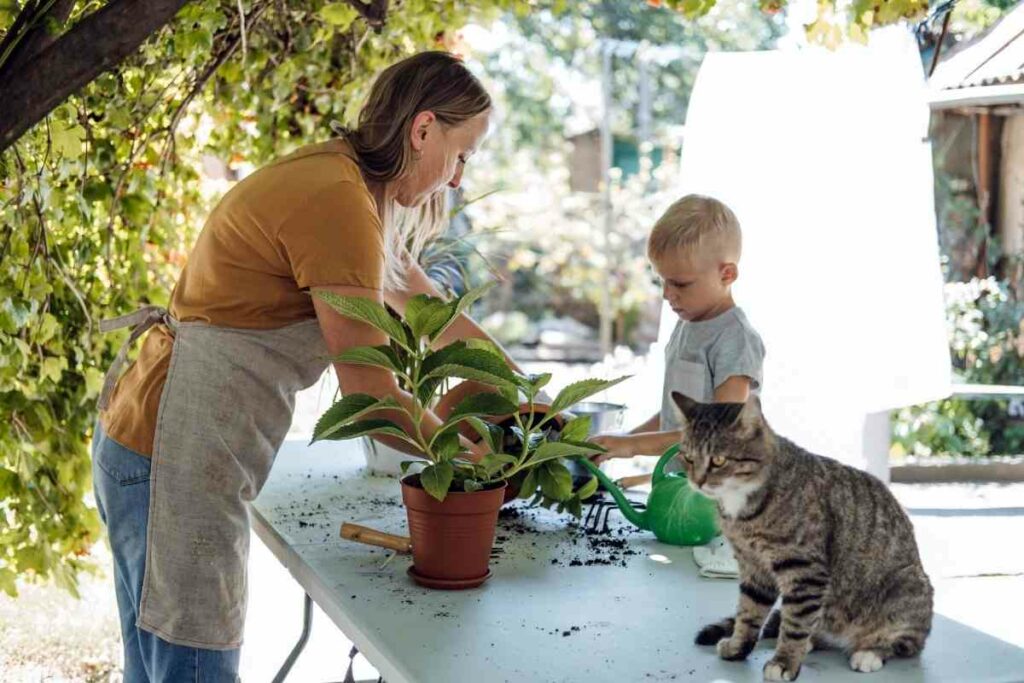 Soil mites repot plants solution