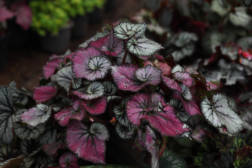Rex Begonia (Begonia rex-cultorum)