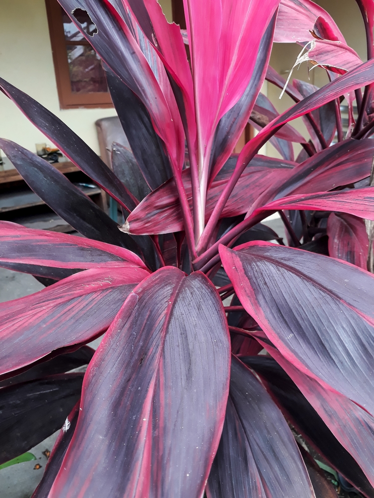 Hawaiian Ti Plant (Cordyline fruticosa)