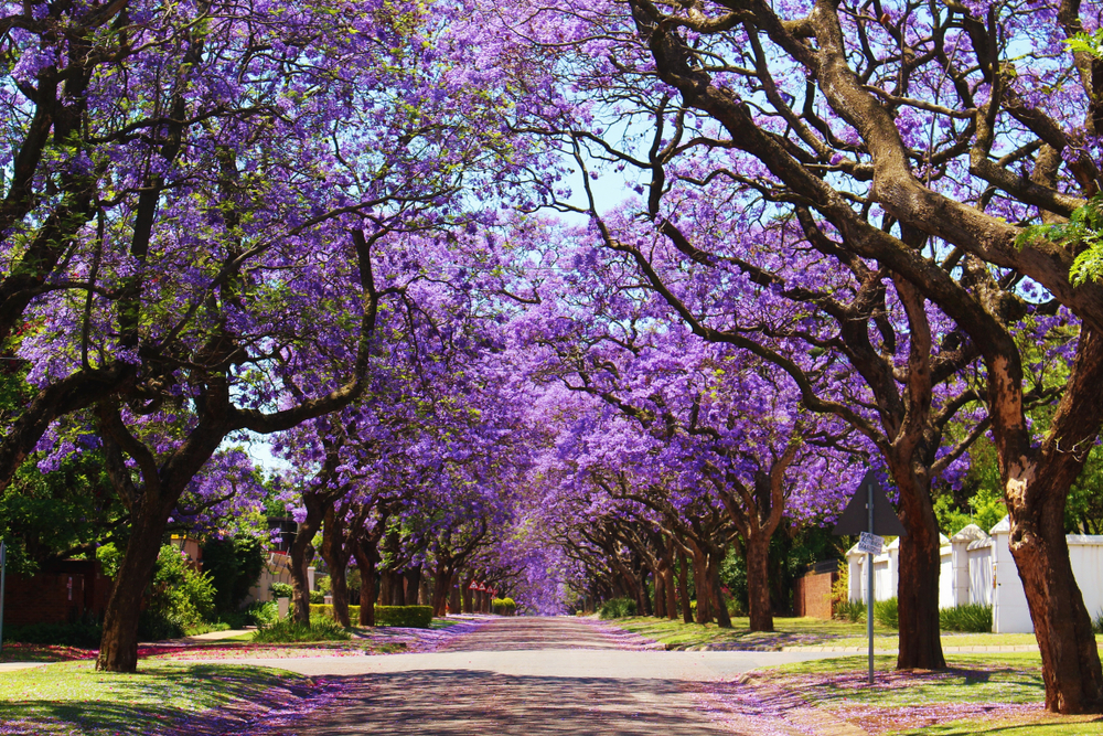 Trees with Purple Flowers 