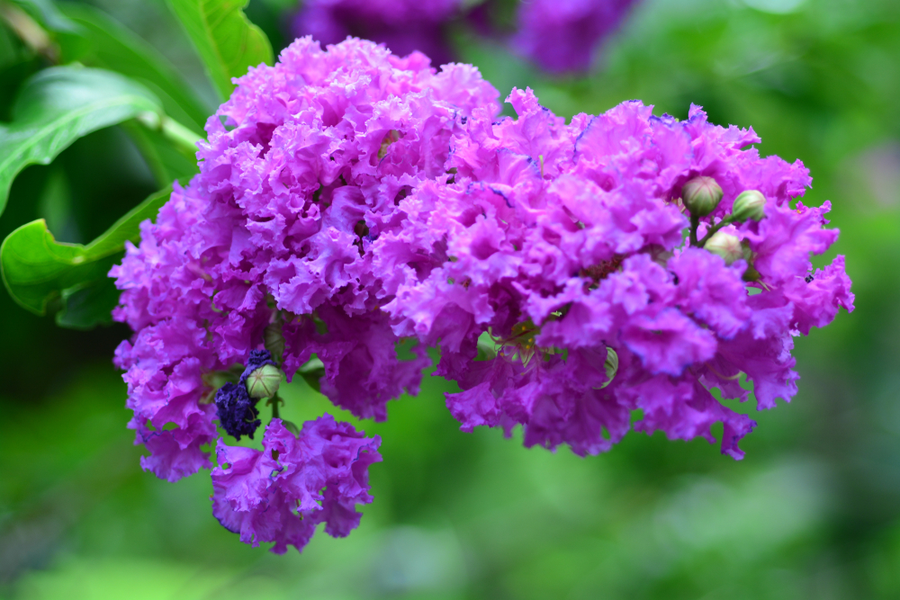Black Diamond Purely Purple Crape Myrtle (Lagerstroemia Indica x 'Purely Purple') 