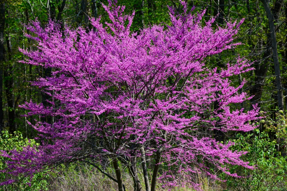 Lavender Twist Redbud or Covey Redbud (Cercis canadensis ‘Covey’ or ‘Lavender twist’) 