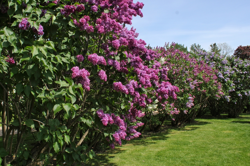 Common Lilac or French Lilac (Syringa vulgaris) 