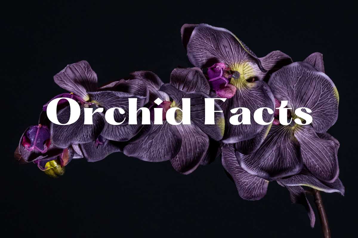 Orchid Facts: Unveiling the Mysteries of These Exquisite Blooms