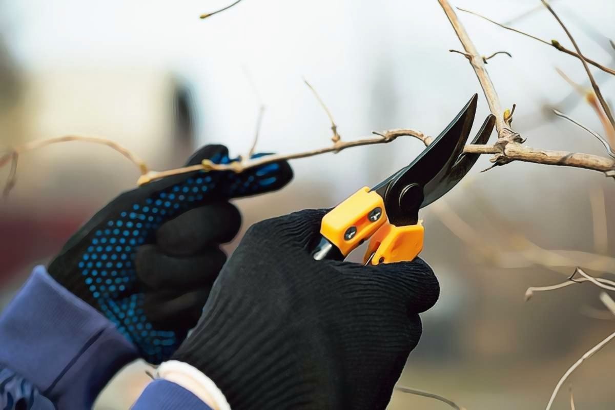 Fiskars Bypass Pruners: A Top selling Amazon Brand