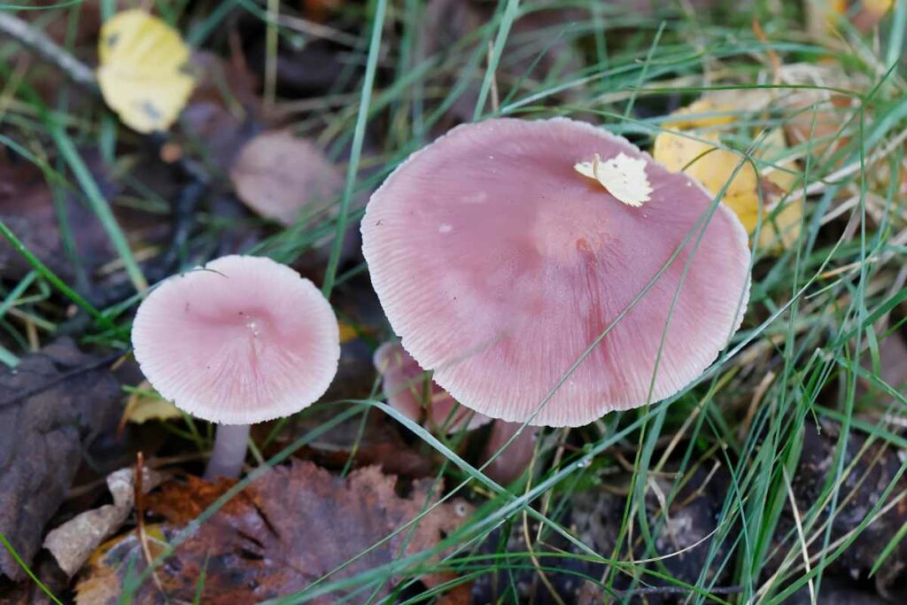 Rosy Bonnet (Mycena rosea)