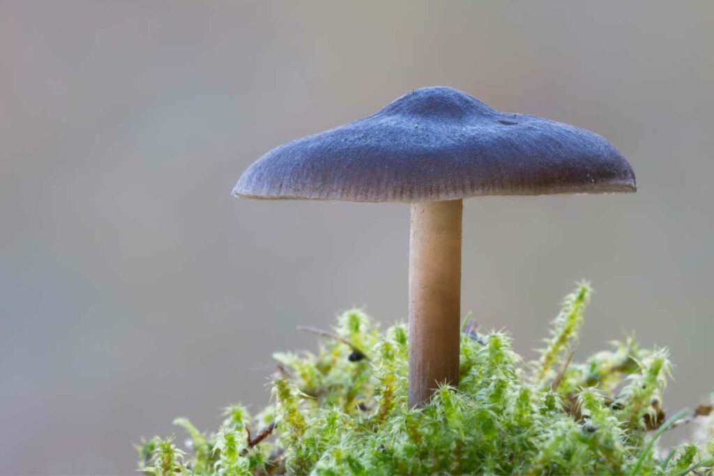 The Pinkgill (Entoloma vernum)