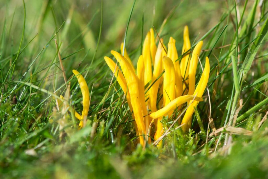 Golden Spindle (Clavulinopsis fusiformis)