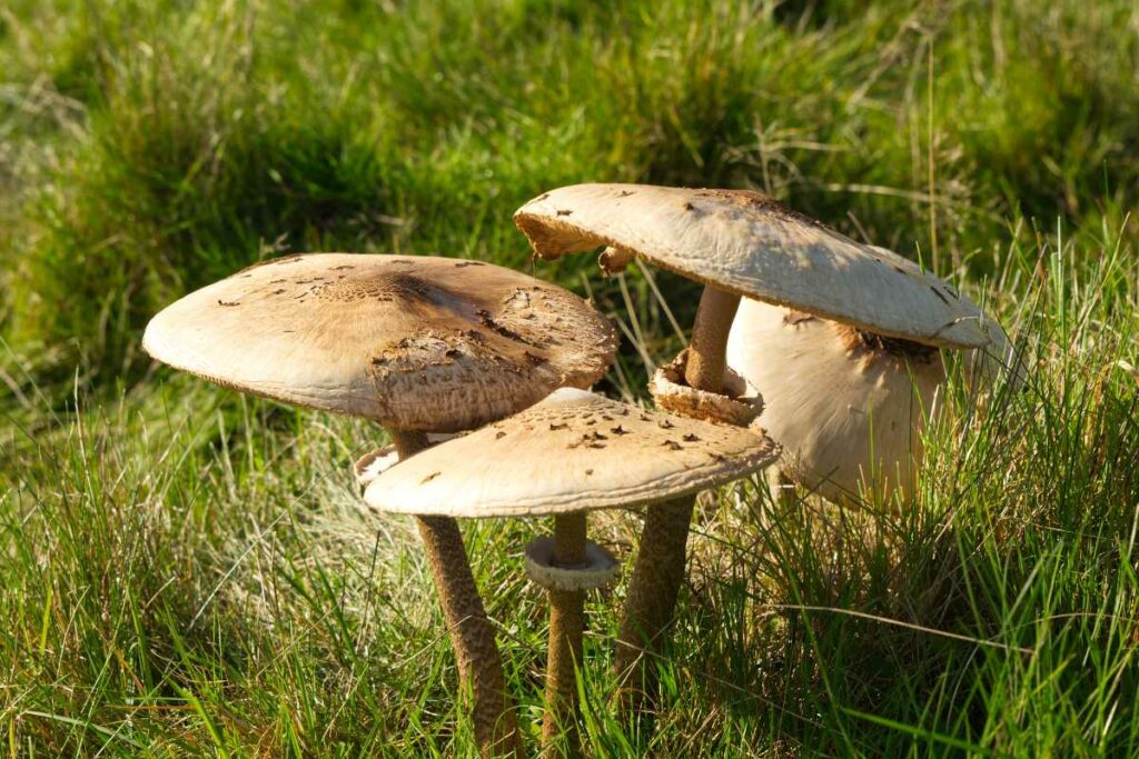 Stinking Dapperling (Lepiota cristata)