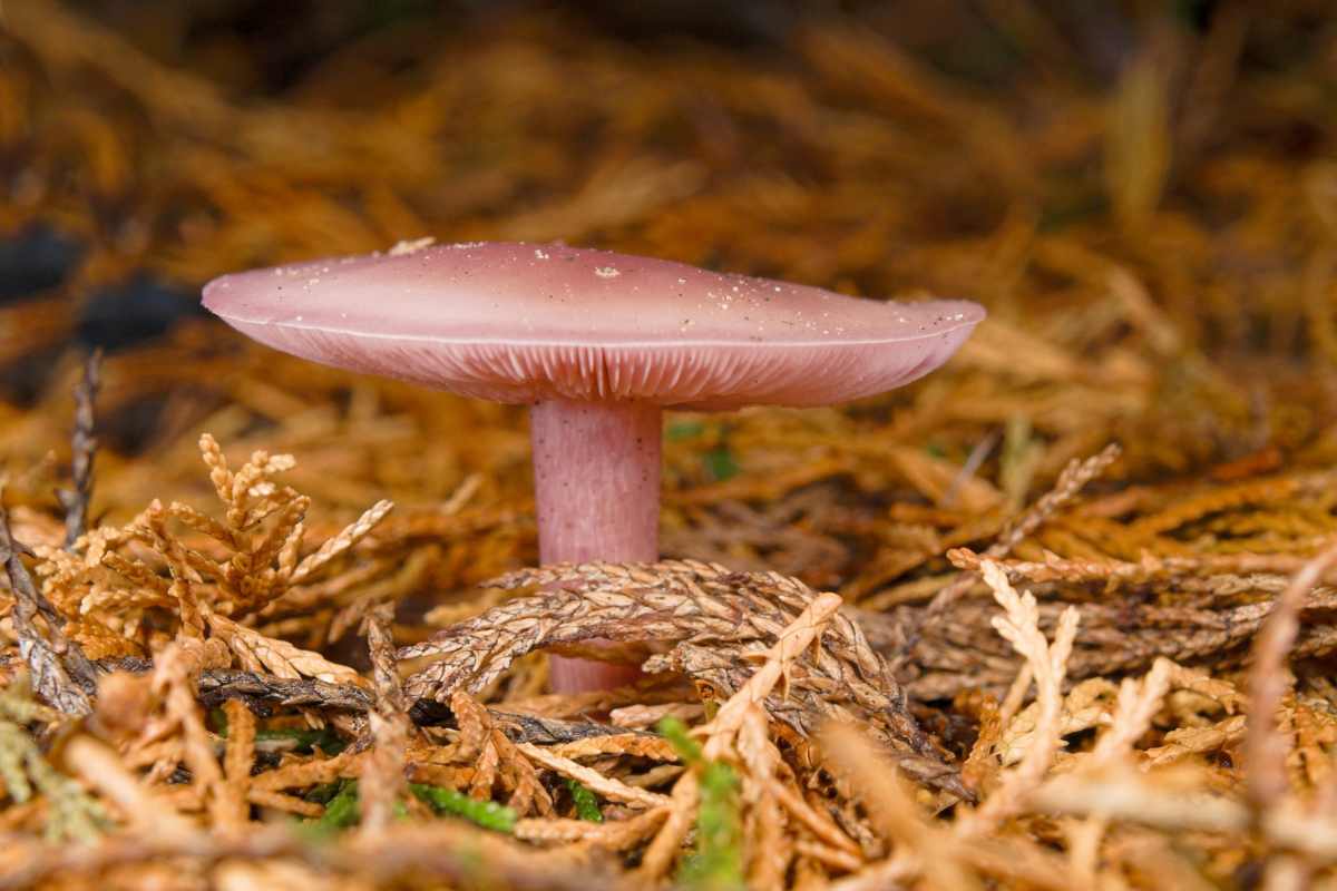 Wood Blewit (Lepista nuda)