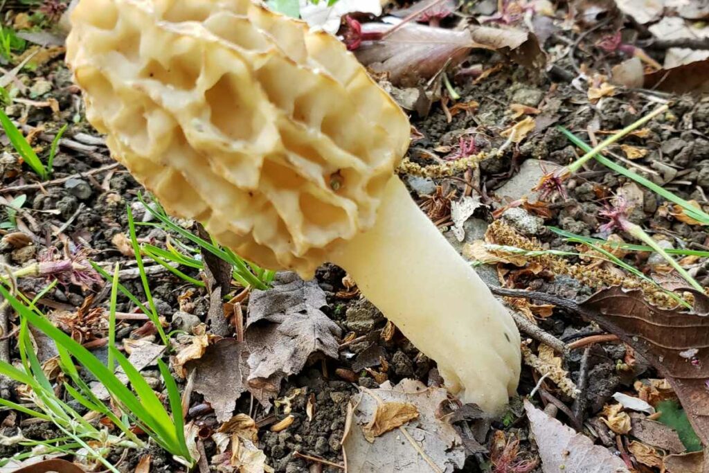 Yellow Morel (Morchella esculenta)