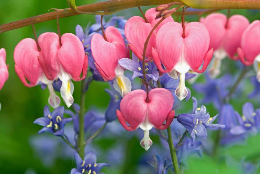 Bleeding Heart