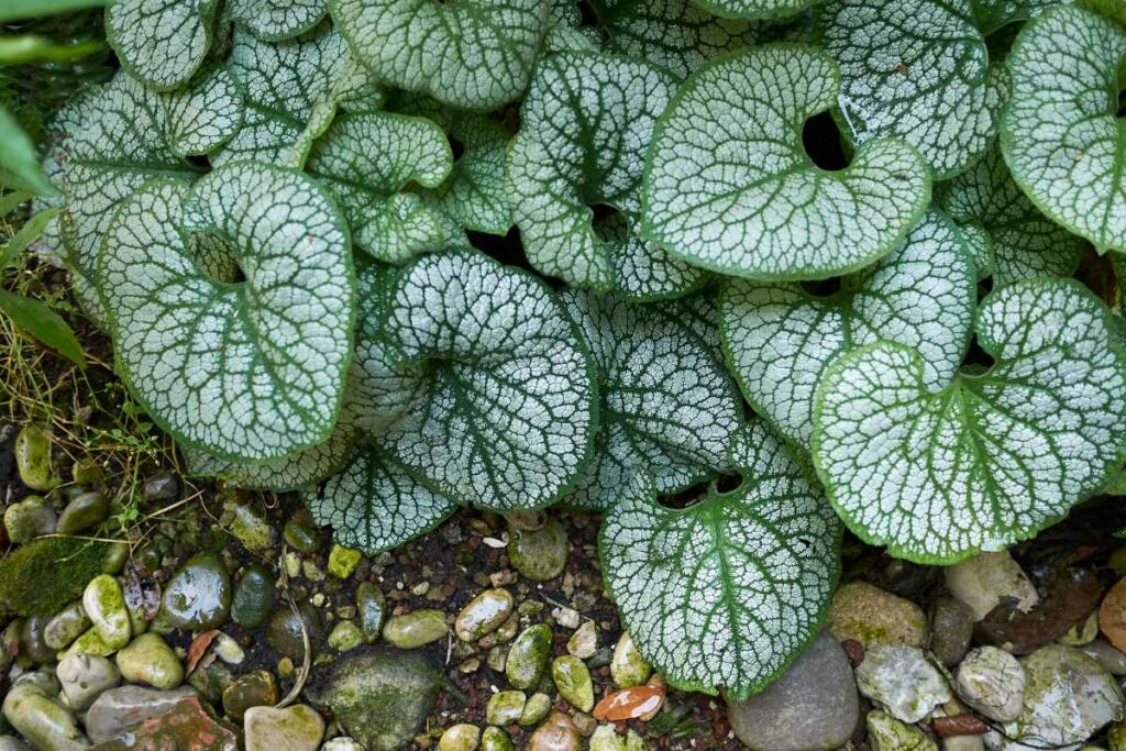 Brunnera macrophylla