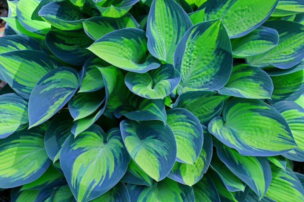 Hostas