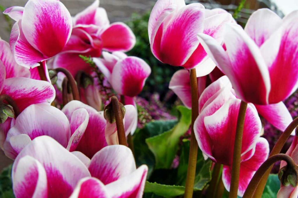 Cyclamen