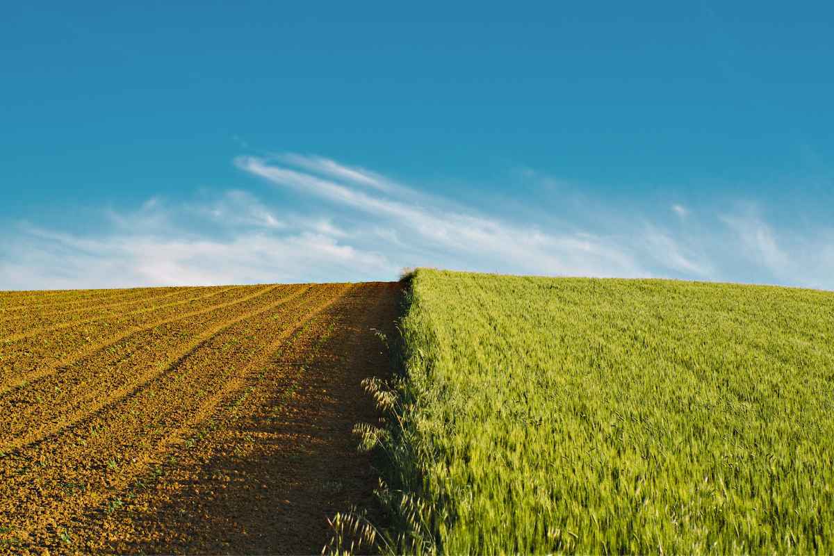 Understanding Crop Rotation in Your Garden