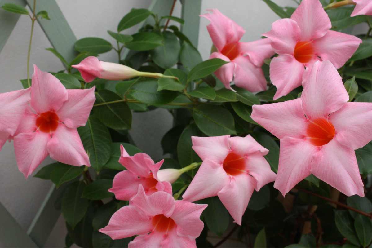 How To Fertilize Mandevilla