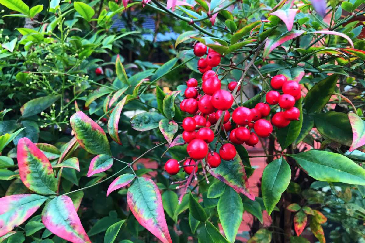 Caution When Planting Nandina in Your Backyard