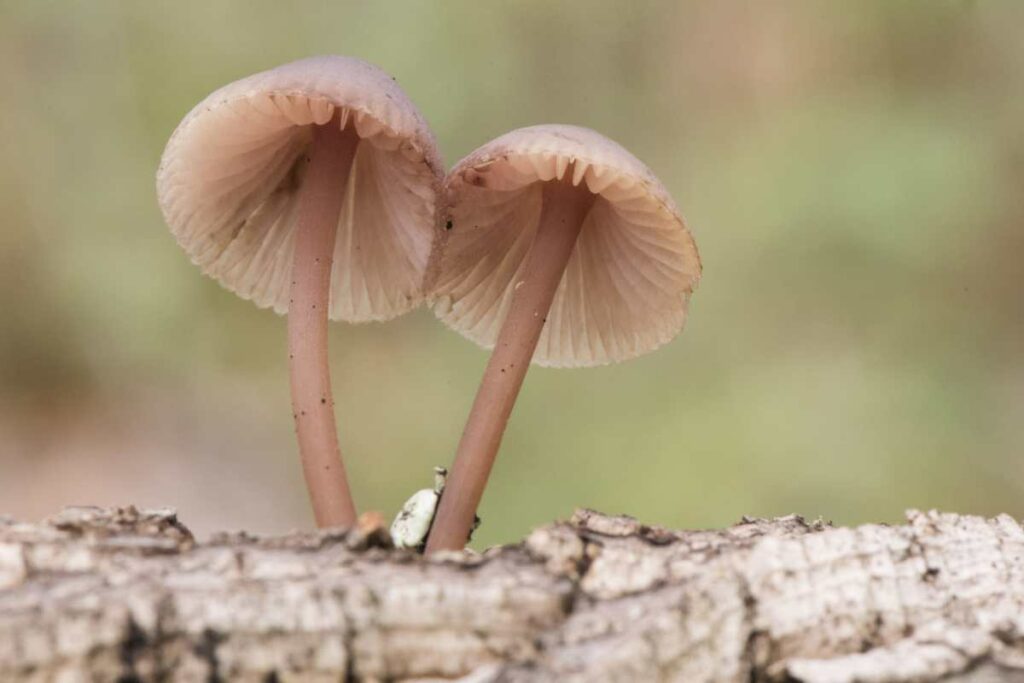 Mycena haematopus
