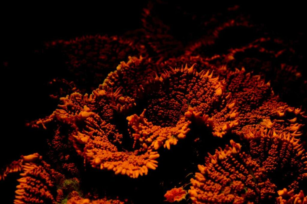 Candy Coral Mushroom