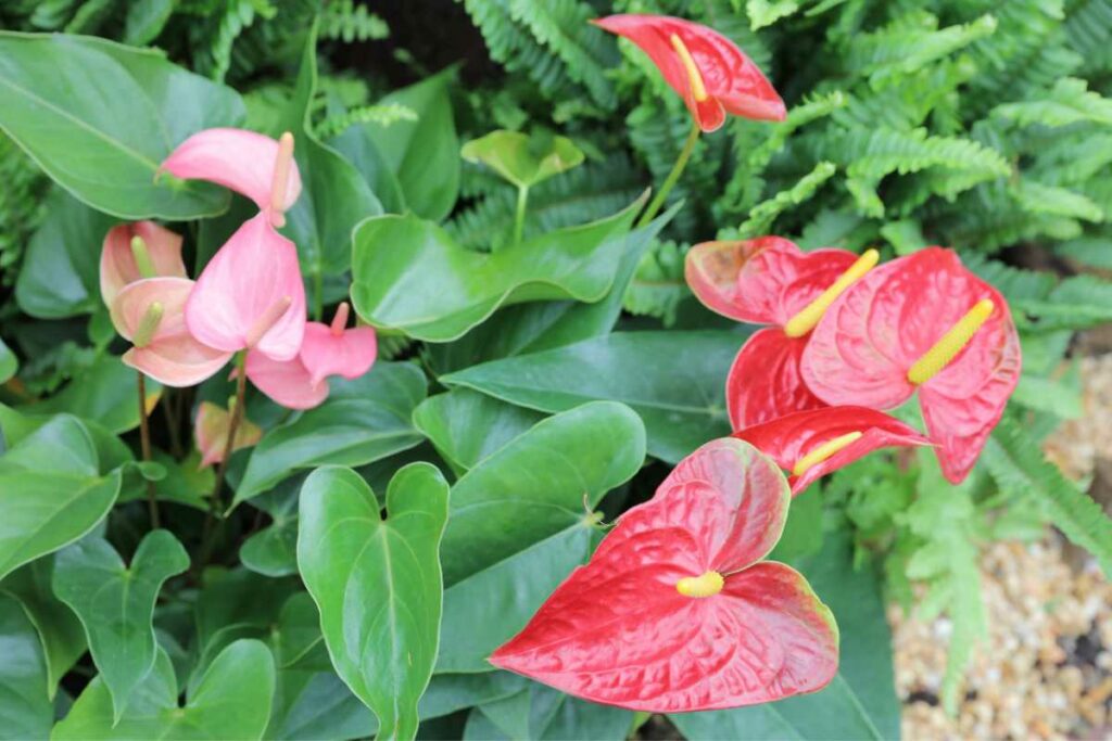 Anthurium andraeanum