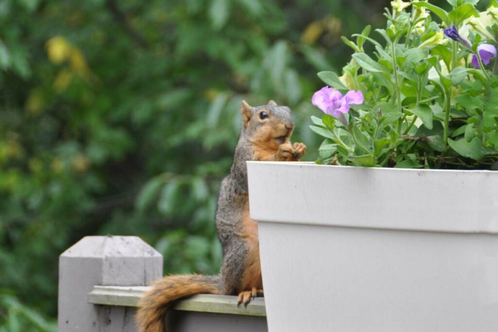 squirrel eating plants from a plant pot