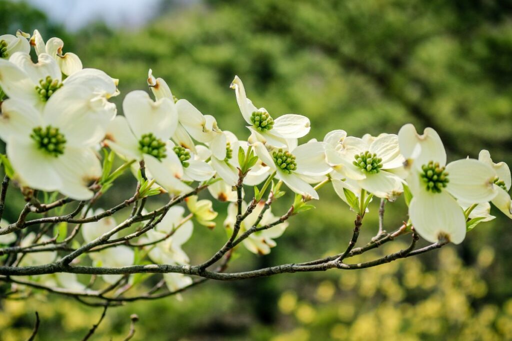 dogwood tree